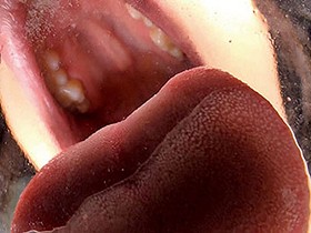 バーチャルべろチュウ 2　サンプル画像04